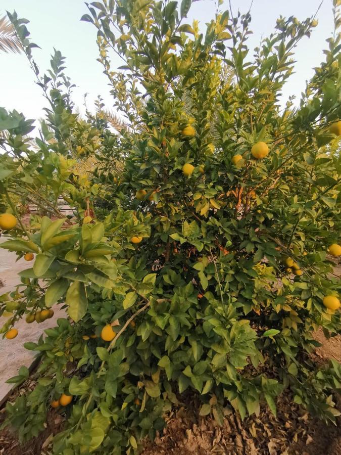 Almazham Camp Resort العلا المظهر الخارجي الصورة