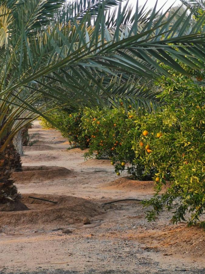 Almazham Camp Resort العلا المظهر الخارجي الصورة